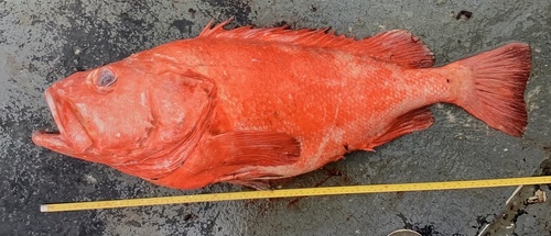 Black-throated rock-fish (Sebastes borealis) — Sebastidae — 3