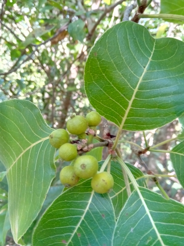 Psychotria boenyana image