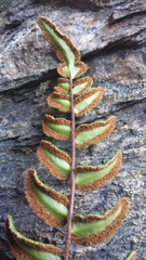 Pellaea calidirupium