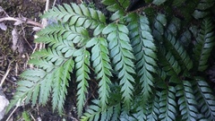 Polystichum neozelandicum zerophyllum × vestitum