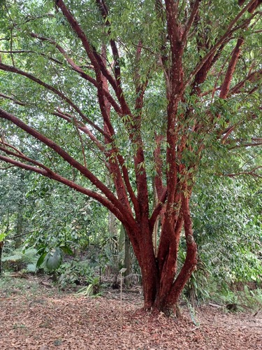 Syzygium antisepticum observed 2024-03-12