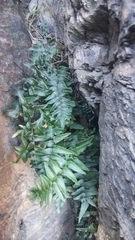 Pellaea calidirupium
