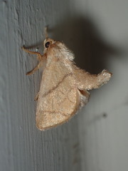 Apoda y-inversa