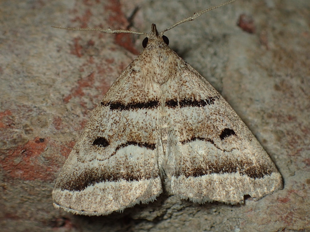 Black-lined Fan-foot