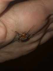 Pacificanthia consors