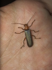 Pacificanthia consors