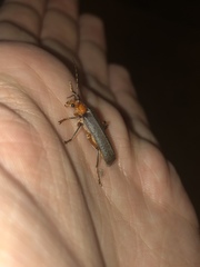 Pacificanthia consors