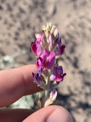 Astragalus lentiginosus variabilis