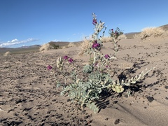 Astragalus lentiginosus variabilis