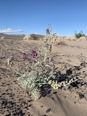 Astragalus lentiginosus variabilis