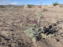 Astragalus lentiginosus variabilis