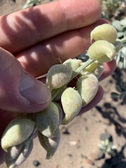 Astragalus lentiginosus variabilis