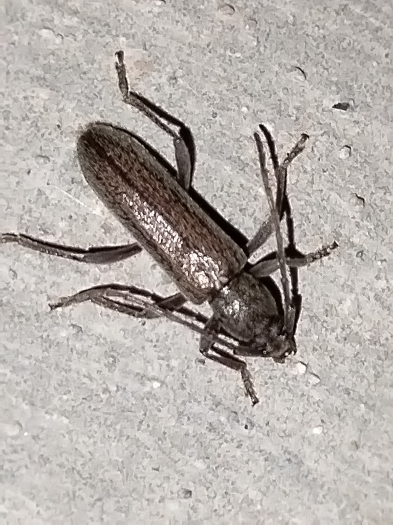 Anelaphus piceus
