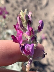 Astragalus lentiginosus variabilis