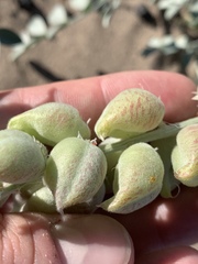 Astragalus lentiginosus variabilis