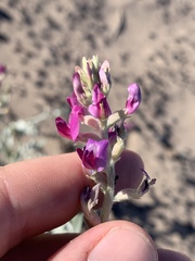 Astragalus lentiginosus variabilis
