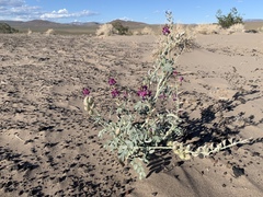 Astragalus lentiginosus variabilis