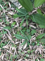 Aristolochia cucurbitifolia
