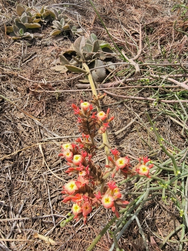 Image of Kalanchoe lateritia by no rights reserved