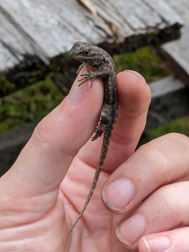 iNaturalist observation photo of Coast Range Fence Lizard