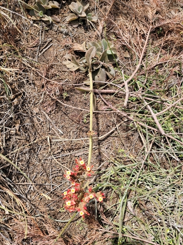 Image of Kalanchoe lateritia by no rights reserved