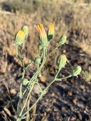 Malacothrix sonchoides