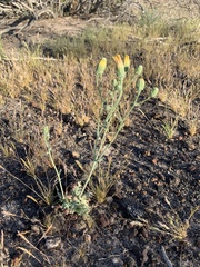 Malacothrix sonchoides