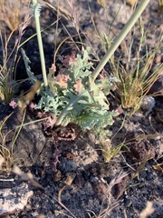 Malacothrix sonchoides