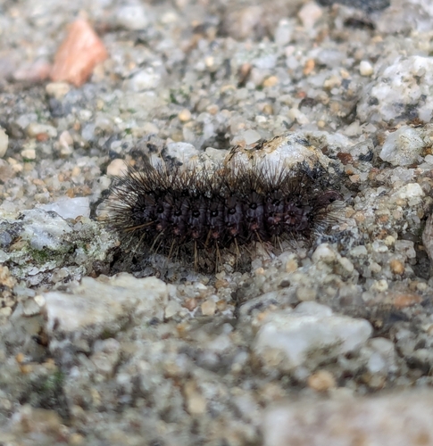 iNaturalist observation photo of Painted Tiger Moth