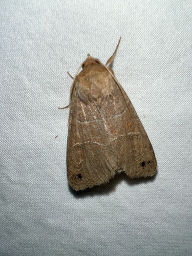 Black-dotted Brown photo 4