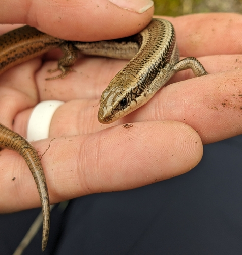 iNaturalist observation photo of Western Skink