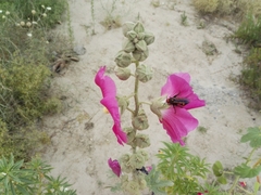 Megascolia maculata maculata