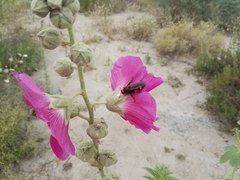 Megascolia maculata maculata