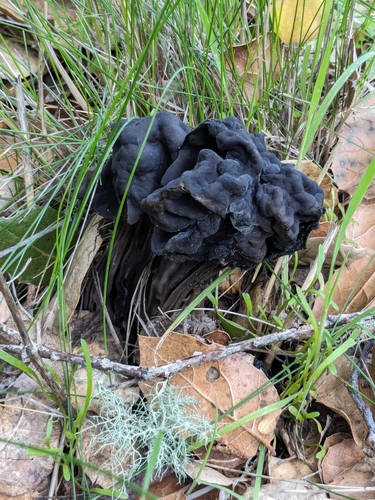 iNaturalist observation photo of Oak-loving Elfin Saddle