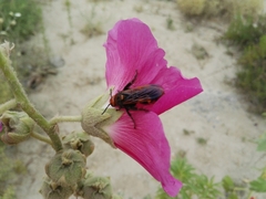 Megascolia maculata maculata