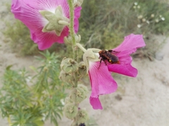 Megascolia maculata maculata