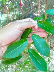 Sclerocroton melanostictus image