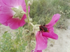 Megascolia maculata maculata