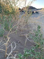 Pseudocotalpa giulianii