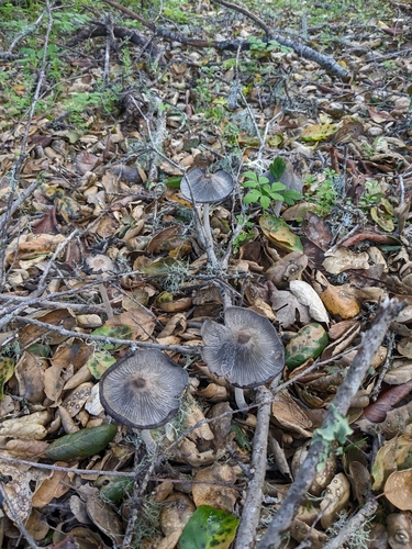iNaturalist observation photo of hare's foot inkcap