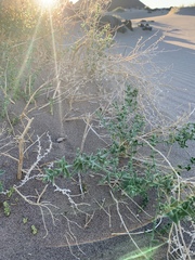 Pseudocotalpa giulianii