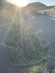 Pseudocotalpa giulianii