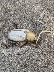 Pseudocotalpa giulianii