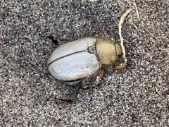 Pseudocotalpa giulianii