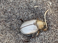 Pseudocotalpa giulianii