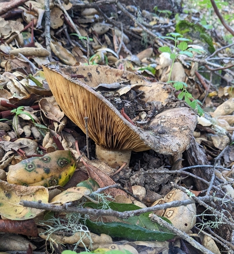 iNaturalist observation photo of Giant Gray Milk Cap