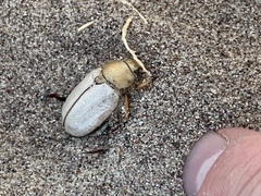 Pseudocotalpa giulianii