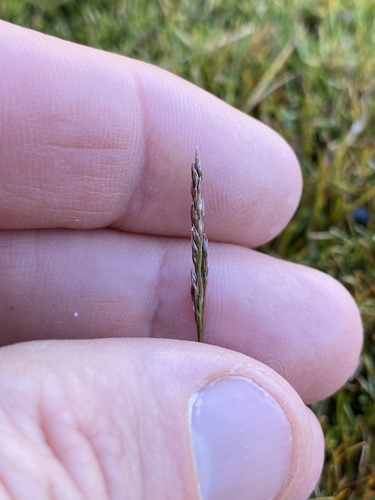 Agrostis aucklandica, 2024-02-14