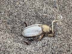 Pseudocotalpa giulianii