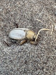 Pseudocotalpa giulianii